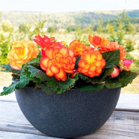  Begonia 500 Semillas Tuberhybrida Nonstop Fire PLT Flor Maceta 85.59322 Begonia 500 Semillas Tuberhybrida Nonstop Fire PLT Flor