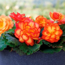 Begonia 500 Semillas Tuberhybrida Nonstop Fire PLT Flor Maceta 85.59322 Begonia 500 Semillas Tuberhybrida Nonstop Fire PLT Flor