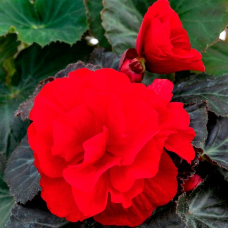  Begonia 500 Semillas Tuberhybrida Nonstop Mocca Deep Red Flor Maceta 85.59322 Begonia 500 Semillas Tuberhybrida Nonstop Mocca D
