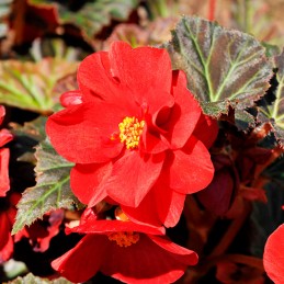  Begonia 500 Semillas Tuberhybrida Nonstop Mocca Deep Red Flor Maceta 85.59322 Begonia 500 Semillas Tuberhybrida Nonstop Mocca D