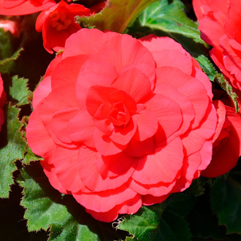 Begonia 500 Semillas Tuberhybrida Nonstop Deep Rose PLT Flor Maceta 85.59322 Begonia 500 Semillas Tuberhybrida Nonstop Deep Ros Begonia 500 Semillas Tuberhybrida Nonstop Deep Rose PLT Flor Maceta 85.59322 Begonia 500 Semillas Tuberhybrida Nonstop Deep Ros
