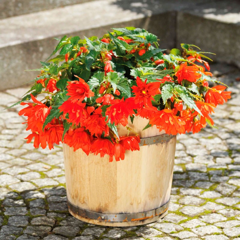  Begonia 1000 Semillas Hybrid Interspecific Funky Orange PLT Flor Colgante Maceta 625.423729 Begonia 1000 Semillas Hybrid Inters