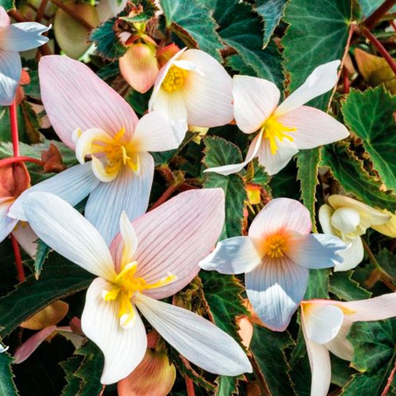 Begonia 1000 Semillas Hybrid Interspecific Funky White PLT Flor Colgante Maceta 625.423729 Begonia 1000 Semillas Hybrid Intersp Begonia 1000 Semillas Hybrid Interspecific Funky White PLT Flor Colgante Maceta 625.423729 Begonia 1000 Semillas Hybrid Intersp