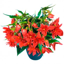  Begonia 1000 Semillas Hybrid Interspecific Funky Scarlet PLT Flor Colgante Maceta 625.423729 Begonia 1000 Semillas Hybrid Inter