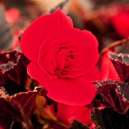  Begonia 500 Semillas Tuberhybrida Nonstop Mocca Cherry PLT Flor Maceta 85.59322 Begonia 500 Semillas Tuberhybrida Nonstop Mocca