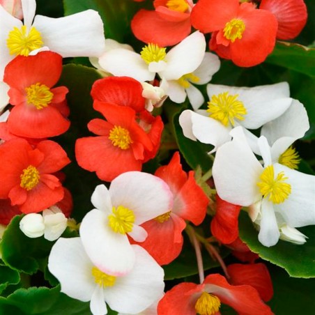  Begonia 100 Semillas Interspecific Hula Mix Red White PLT Flor Maceta 80.508475 Begonia 100 Semillas Interspecific Hula Mix Red