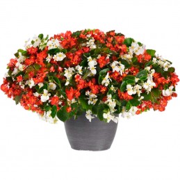  Begonia 100 Semillas Interspecific Hula Mix Red White PLT Flor Maceta 80.508475 Begonia 100 Semillas Interspecific Hula Mix Red