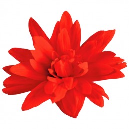  Begonia 1000 Semillas Hybrid Interspecific Funky Red Flor Maceta 625.423729 Begonia 1000 Semillas Hybrid Interspecific Funky Re