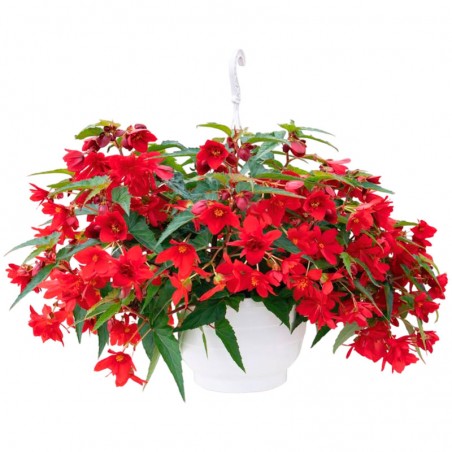  Begonia 1000 Semillas Hybrid Interspecific Funky Red Flor Maceta 625.423729 Begonia 1000 Semillas Hybrid Interspecific Funky Re