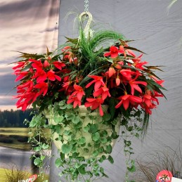  Begonia 1000 Semillas Hybrid Interspecific Funky Red Flor Maceta 625.423729 Begonia 1000 Semillas Hybrid Interspecific Funky Re