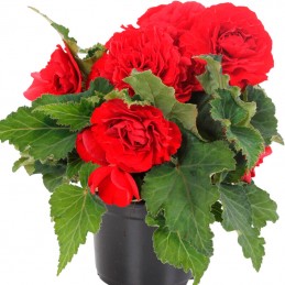  Begonia 1000 Semillas Tuberhybrida Nonstop Red PLT Flor Maceta 166.101695 Begonia 1000 Semillas Tuberhybrida Nonstop Red PLT Fl