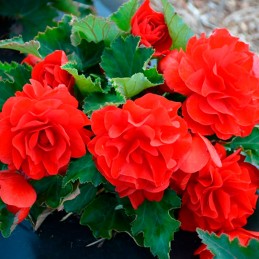  Begonia 1000 Semillas Tuberhybrida Nonstop Red PLT Flor Maceta 166.101695 Begonia 1000 Semillas Tuberhybrida Nonstop Red PLT Fl