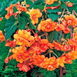  Begonia 500 Semillas Tuberosa Sun Dancer Yellow Red Picotee PLT Flor Maceta 131.355932 Begonia 500 Semillas Tuberosa Sun Dancer