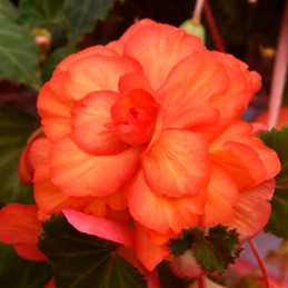  Begonia 500 Semillas Tuberosa Sun Dancer Yellow Red Picotee PLT Flor Maceta 131.355932 Begonia 500 Semillas Tuberosa Sun Dancer