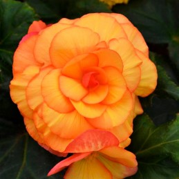  Begonia 500 Semillas Tuberosa On Top Sunset Shades PLT Flor Maceta 103.389831 Begonia 500 Semillas Tuberosa On Top Sunset Shade