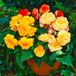  Begonia 500 Semillas Tuberosa On Top Sunset Shades PLT Flor Maceta 103.389831 Begonia 500 Semillas Tuberosa On Top Sunset Shade