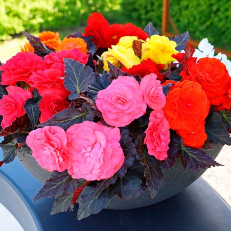  Begonia 500 Semillas Tuberhybrida Nonstop Mocca Mix PLT Flor Maceta 85.59322 Begonia 500 Semillas Tuberhybrida Nonstop Mocca Mi