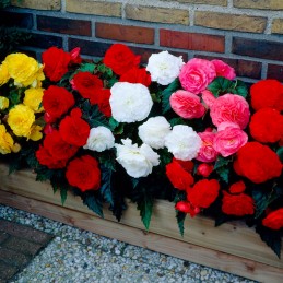  Begonia 500 Semillas Tuberhybrida Nonstop Mocca Mix PLT Flor Maceta 85.59322 Begonia 500 Semillas Tuberhybrida Nonstop Mocca Mi