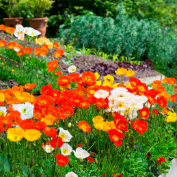  Amapola 1000 Semillas Papaver nudicaule Champagneb Bubbles Mix Flor Maceta 103.389831 Amapola 1000 Semillas Papaver nudicaule C