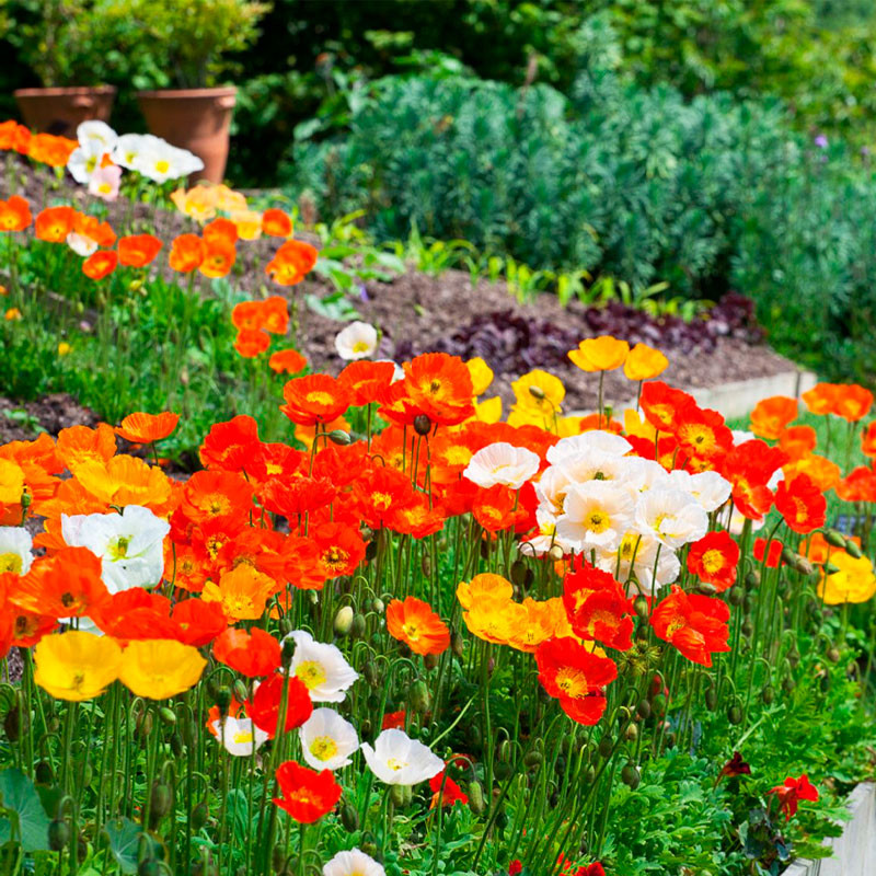Amapola 1000 Semillas Papaver nudicaule Champagneb Bubbles Mix Flor Maceta 122.000001 Amapola 1000 Semillas Papaver nudicaule C Amapola 1000 Semillas Papaver nudicaule Champagneb Bubbles Mix Flor Maceta 122.000001 Amapola 1000 Semillas Papaver nudicaule C