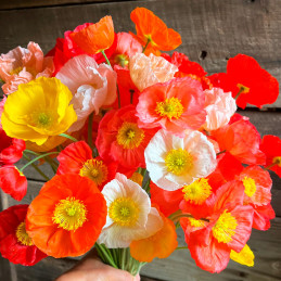  Amapola 1000 Semillas Papaver nudicaule Champagneb Bubbles Mix Flor Maceta 122.000001 Amapola 1000 Semillas Papaver nudicaule C