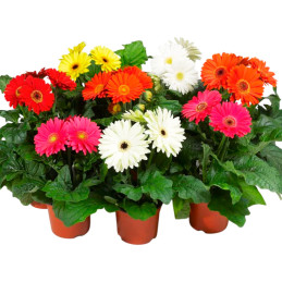 Gerbera 1000 Semillas jamesonii Bengal Mix Flor Maceta 905.084746 Gerbera 1000 Semillas jamesonii Bengal Mix Flor Maceta
 FLOR7
