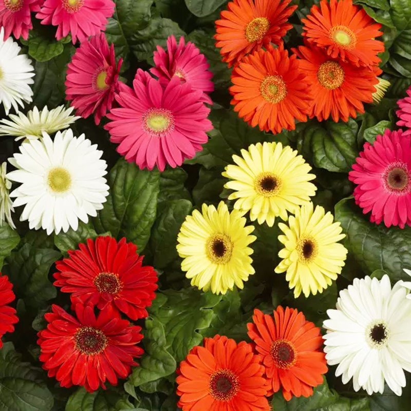  Gerbera 1000 Semillas jamesonii Bengal Mix Flor Maceta 905.084746 Gerbera 1000 Semillas jamesonii Bengal Mix Flor Maceta
 FLOR7