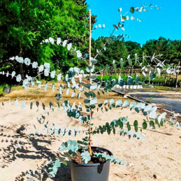  Eucalipto 100 Semillas Eucalyptus cinerea Silver Dollar-Foliage Flor Corte Maceta Jardin 57.627119 Eucalipto 100 Semillas Eucal