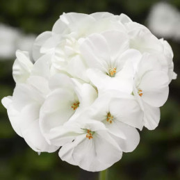  Geranio 100 Semillas Pelargonium x hortorum Pinto Premium White Flor Maceta Jardin 56.779661 Geranio 100 Semillas Pelargonium x
