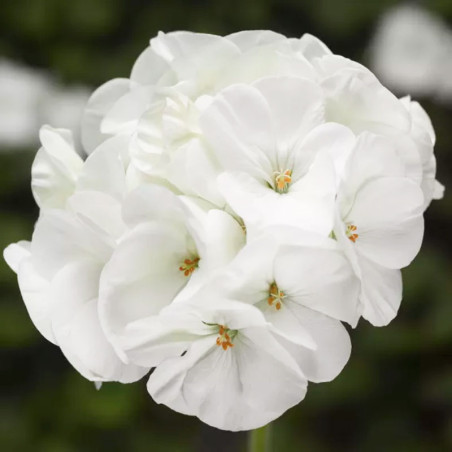 Geranio 100 Semillas Pelargonium x hortorum Pinto Premium White Flor Maceta Jardin 56.779661 Geranio 100 Semillas Pelargonium x