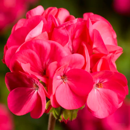  Geranio 100 Semillas Pelargonium x hortorum Pinto Premium Rose Deep Flor Maceta Jardin 56.779661 Geranio 100 Semillas Pelargoni