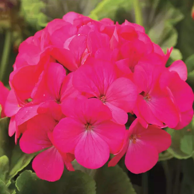 Geranio 100 Semillas Pelargonium x hortorum Pinto Premium Lavender Rose Flor Maceta Jardin 56.779661 Geranio 100 Semillas Pelar Geranio 100 Semillas Pelargonium x hortorum Pinto Premium Lavender Rose Flor Maceta Jardin 56.779661 Geranio 100 Semillas Pelar