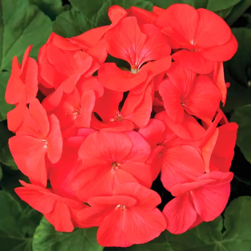 Geranio 100 Semillas Pelargonium x hortorum Pinto Premium Coral Flor Maceta Jardin 56.779661 Geranio 100 Semillas Pelargonium x Geranio 100 Semillas Pelargonium x hortorum Pinto Premium Coral Flor Maceta Jardin 56.779661 Geranio 100 Semillas Pelargonium x