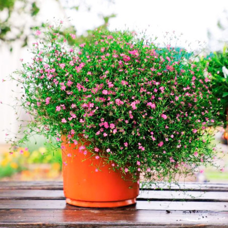  Gypsophila 100 Semillas cerastitoides Gypsy Deep Rose Flor Maceta Jardin 74 Gypsophila 100 Semillas cerastitoides Gypsy Deep Ro