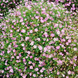  Gypsophila 100 Semillas cerastitoides Gypsy Deep Rose Flor Maceta Jardin 74 Gypsophila 100 Semillas cerastitoides Gypsy Deep Ro