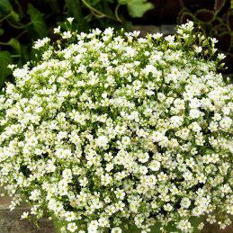  Gypsophila 100 Semillas cerastitoides Gypsy White PLT Flor Maceta Jardin 74 Gypsophila 100 Semillas cerastitoides Gypsy White P