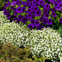  Gypsophila 100 Semillas cerastitoides Gypsy White PLT Flor Maceta Jardin 74 Gypsophila 100 Semillas cerastitoides Gypsy White P