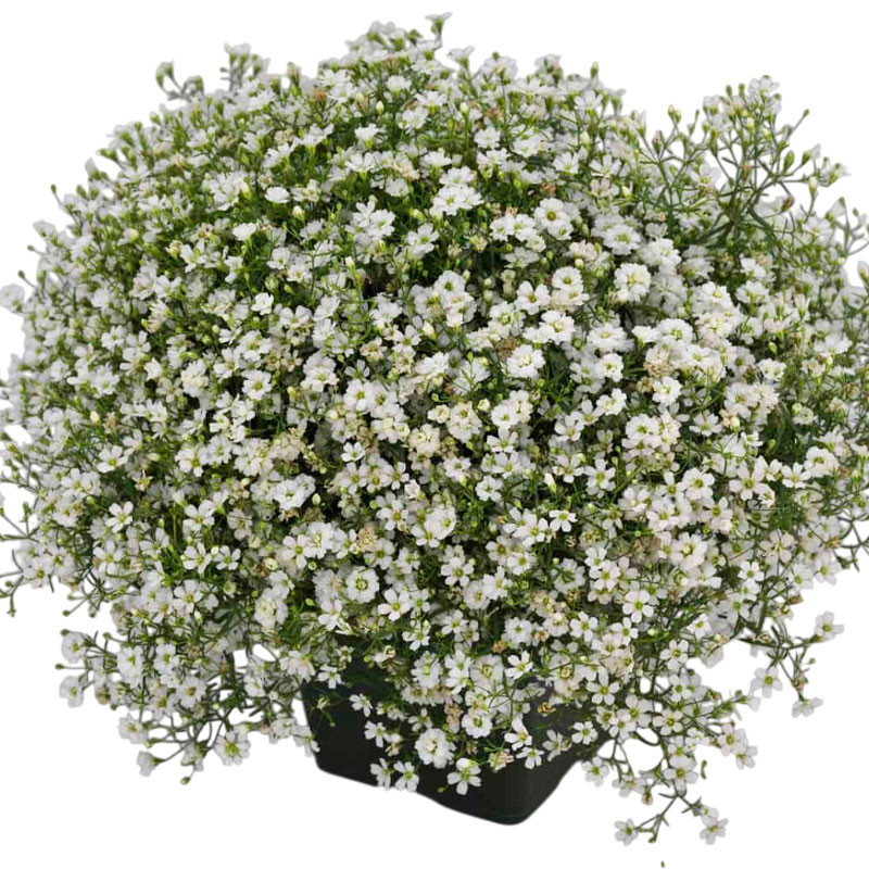 Gypsophila 100 Semillas cerastitoides Gypsy White PLT Flor Maceta Jardin 74 Gypsophila 100 Semillas cerastitoides Gypsy White P Gypsophila 100 Semillas cerastitoides Gypsy White PLT Flor Maceta Jardin 74 Gypsophila 100 Semillas cerastitoides Gypsy White P