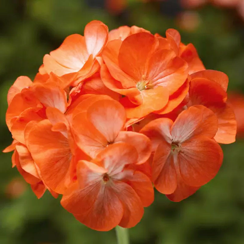 Geranio 100 Semillas Pelargonium x hortorum Pinto Premium Orange Bicolor Flor Maceta Jardin 56.779661 Geranio 100 Semillas Pela Geranio 100 Semillas Pelargonium x hortorum Pinto Premium Orange Bicolor Flor Maceta Jardin 56.779661 Geranio 100 Semillas Pela