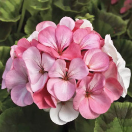  Geranio 100 Semillas Pelargonium x hortorum Pinto Premium White to Rose Flor Maceta Jardin 56.779661 Geranio 100 Semillas Pelar