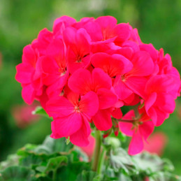  Geranio 100 Semillas Pelargonium x hortorum Horizon Violet Flor Maceta Jardin 56.779661 Geranio 100 Semillas Pelargonium x hort