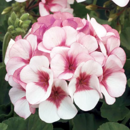  Geranio 100 Semillas Pelargonium x hortorum Maverick Star Flor Maceta Jardin 56.779661 Geranio 100 Semillas Pelargonium x horto