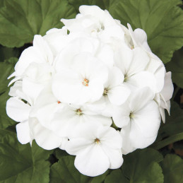  Geranio 100 Semillas Pelargonium x hortorum Maverick White Flor Maceta Jardin 56.779661 Geranio 100 Semillas Pelargonium x hort