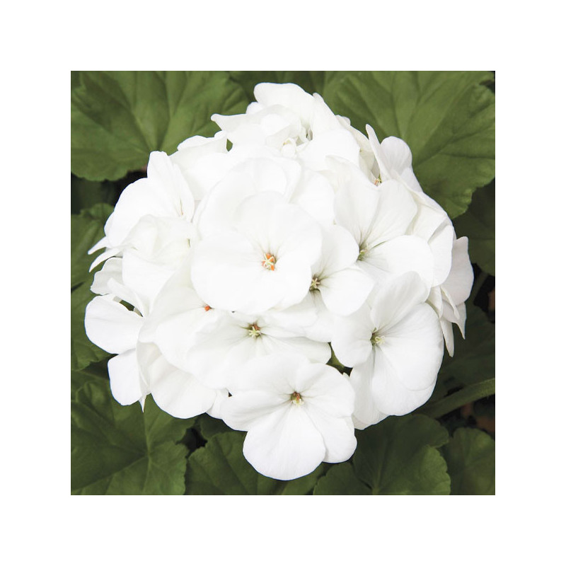 Geranio 100 Semillas Pelargonium x hortorum Maverick White Flor Maceta Jardin 56.779661 Geranio 100 Semillas Pelargonium x hort Geranio 100 Semillas Pelargonium x hortorum Maverick White Flor Maceta Jardin 56.779661 Geranio 100 Semillas Pelargonium x hort