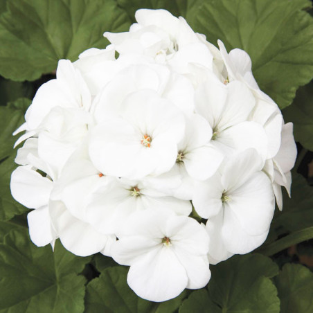  Geranio 100 Semillas Pelargonium x hortorum Maverick White Flor Maceta Jardin 56.779661 Geranio 100 Semillas Pelargonium x hort