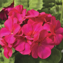  Geranio 100 Semillas Pelargonium x hortorum Maverick Violet Flor Maceta Jardin 56.779661 Geranio 100 Semillas Pelargonium x hor