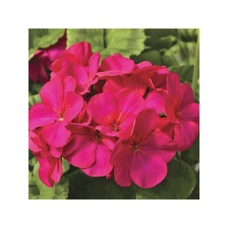  Geranio 100 Semillas Pelargonium x hortorum Maverick Violet Flor Maceta Jardin 56.779661 Geranio 100 Semillas Pelargonium x hor