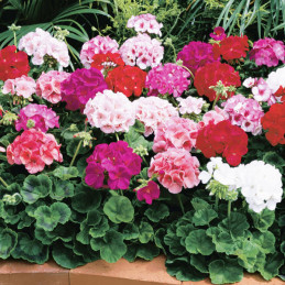  Geranio 100 Semillas Pelargonium x hortorum Maverick Mix Flor Maceta Jardin 67 Geranio 100 Semillas Pelargonium x hortorum Mave