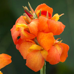  Achira 100 Semillas Canna x generalis Cannova Orange Shade Flor Maceta Jardin 198.305085 Achira 100 Semillas Canna x generalis 
