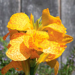  Achira 100 Semillas Canna x generalis Cannova Gold Leopard Flor Maceta Jardin 198.305085 Achira 100 Semillas Canna x generalis 